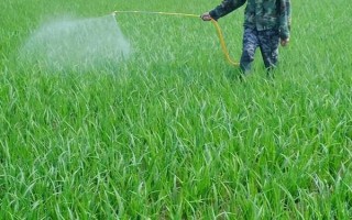 蘆葦?shù)纳L季節(jié)，生長旺盛期為每年4月上旬至7月下旬