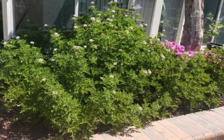 驅(qū)蚊草的盆栽方法，生長期和盛花期要定期追施肥液