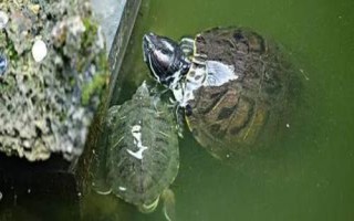 烏龜、王八、甲魚、鱉的區(qū)別，王八是烏龜和甲魚的統(tǒng)稱而甲魚是鱉的俗稱