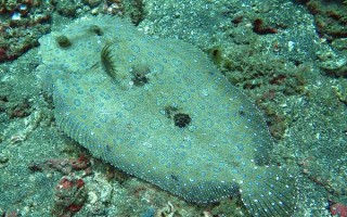 比目魚(yú)又叫什么魚(yú)，又被叫做鰈魚(yú)、偏口魚(yú)等