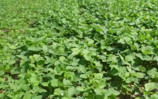 瑞華豆920大豆種子介紹，每畝留苗1.3萬株左右