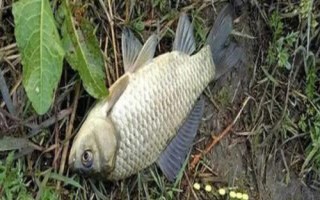秋季野釣鯽魚適用餌料，常用餌包括米飯、麥粒及蚯蚓