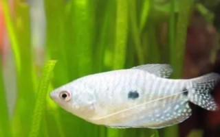 曼龍魚能和什么混養(yǎng)，能和月光魚、紅箭魚等混養(yǎng)