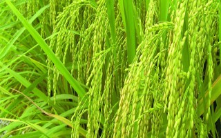 準(zhǔn)兩優(yōu)893水稻品種的特性，每畝基本苗9—10萬