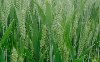 華偉303小麥種子簡(jiǎn)介，高抗葉銹病
