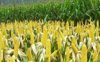 大豐14號(hào)玉米種子介紹，注意防治絲黑穗病