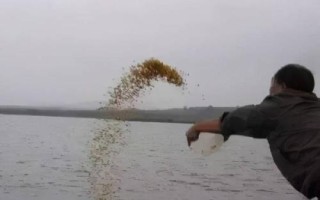 初春野釣鯽魚的技巧，打窩時窩料首選酒米