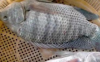 吉富羅非魚的產(chǎn)地，原廠地為菲律賓