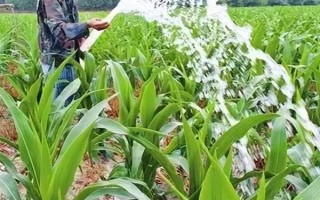 玉米播種后過多久澆一次水，當(dāng)天澆水過后可每隔3-5天澆一次