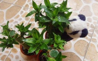 荷花竹的風(fēng)水作用，適合居室中擺放