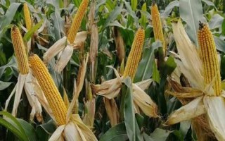 ZL217玉米種子特征特性，密度4200株/畝左右
