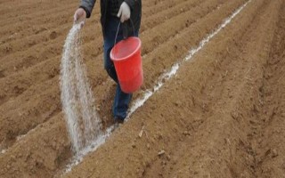 磷肥如何使用利用率高，根據(jù)土壤條件合理分配和施用