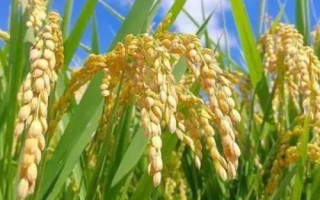 雅康1優(yōu)雅禾水稻種子簡介，該品種基部葉葉鞘中等紫色