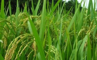 琻兩優(yōu)1273水稻品種的特性，該品種株型適中