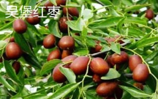 陜西省榆林市的特色水果，包括清澗紅棗和陜北山杏等種類
