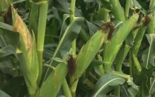 金玉198玉米品種的特性，適宜播種期6月上旬