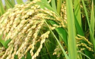 川優(yōu)065水稻品種的特性，一般5月上旬播種