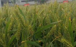 安科1804小麥種子特點，屬半冬性品種