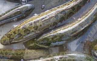 黑魚一年能長多少斤，體重一般能增加1斤左右