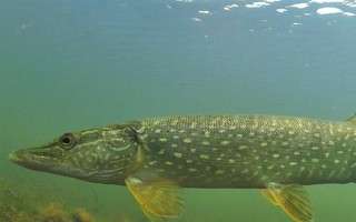 狗魚的生活習(xí)性，我國(guó)有黑斑狗魚和白斑狗魚兩種