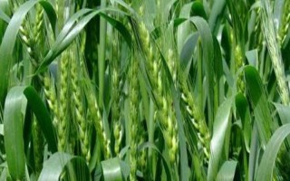 甘春24號(hào)小麥種子簡(jiǎn)介，一般在3月中下旬播種