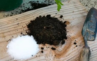 油葵的種植方法，栽種之前將種子進行浸泡處理