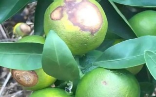柑橘炭疽病怎么防治，定期噴施苯甲嘧菌酯等藥物