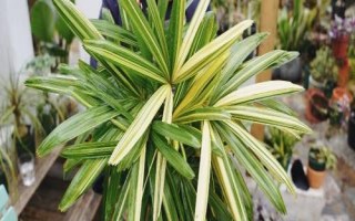 棕竹葉子發(fā)黃的原因，光照過強、盆土堿性化等均會導致