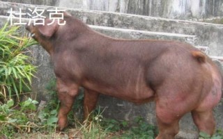 豬有哪些品種，包括杜洛克、成華豬、大白豬、長(zhǎng)白豬等種類