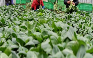 農(nóng)民專業(yè)合作社的基本特征，入社自愿、退社自由、民主選舉和民主決策等