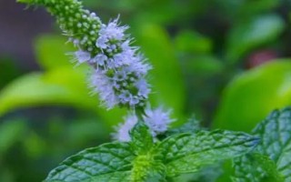 薄荷花怎么養(yǎng)，施足肥料有利于其生長和提高產(chǎn)量