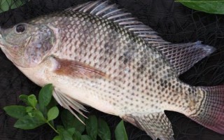 伊豆6號(hào)鉤可以釣多大魚(yú)，適合釣1斤至2斤的魚(yú)