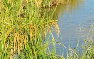 金航油占水稻種子特征特性，晚造平均全生育期115天