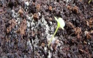 花土長白毛如何處理，可往花盆中噴灑藥物