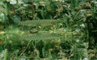 狗魚的生活習(xí)性，我國(guó)有黑斑狗魚和白斑狗魚兩種