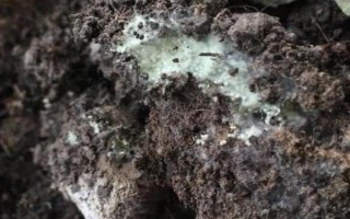 花土長白毛如何處理，可往花盆中噴灑藥物