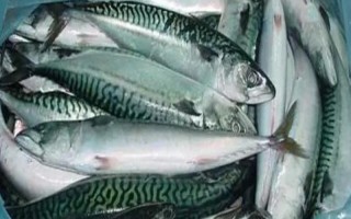 青花魚是鲅魚嗎，二者是不同的兩種魚
