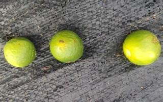 柑橘煤污病的發(fā)病特點(diǎn)，在葉片、枝梢及果實(shí)的表面有黑色的煤污斑
