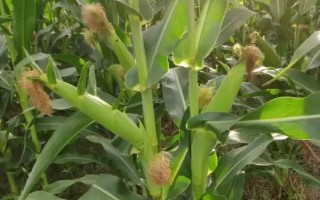 BM800玉米種子介紹，中抗大斑病