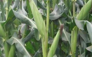研鋒177玉米品種簡介，放赤眼蜂防治玉米螟蟲