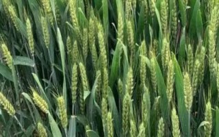 糧源麥2號(hào)小麥種子特征特性，揚(yáng)花期用多菌靈防治小麥赤霉病