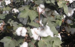 岡棉9號棉花品種簡介，4月上中旬播種