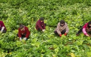兒菜的種植方法，適宜的生長溫度為8-15℃
