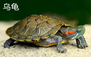 烏龜、王八、甲魚、鱉的區(qū)別，王八是烏龜和甲魚的統(tǒng)稱而甲魚是鱉的俗稱