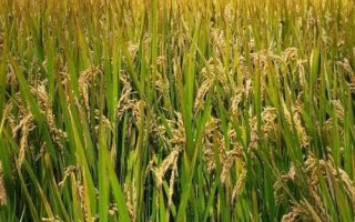 上農(nóng)粳219水稻種子介紹，每畝有效穗15.9萬