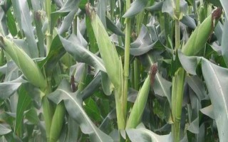 德玉四號(hào)玉米種子簡(jiǎn)介，適宜密度為每畝4500株