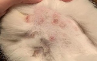 貓咪貓癬怎么判斷，典型癥狀為掉毛、皮屑增多、結(jié)痂等
