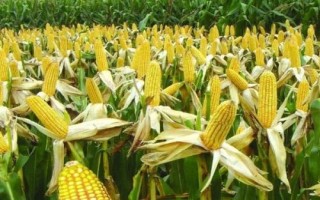 成單935玉米種子特征特性，注意防治灰斑病