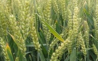 臨旱9號(hào)小麥品種簡(jiǎn)介，每畝適宜播量12－15千克