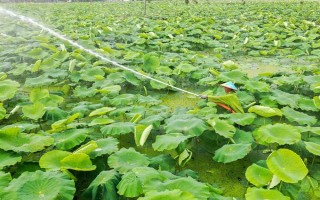 蓮藕怎么種植，深翻土壤施入肥料、按適宜株行距挖穴后再栽植子藕